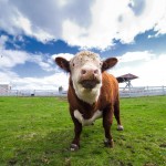 agitated_beef