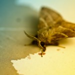 Moth doing some paperwork.