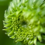 Echinacea.