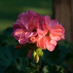Flower in the setting sun.