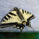 Flutterby.