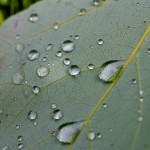 nature-14