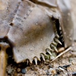 Horsehoe Crab Horseshoe Crab - $125.00
