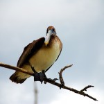 nature-16