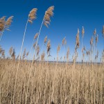 Cape Cod.