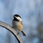 nature-18
