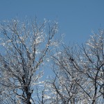 Ice on the trees.