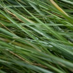 Sea Grass