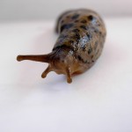 Slug on White