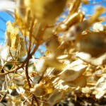 Dried Leaves