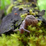 Snail