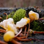 Fungus growing on an old log.