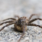 Spider at the River