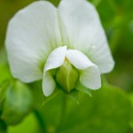 nature-4