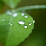 Water droplets on a leaf.