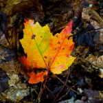 Fire leaf.