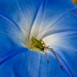 Bug inside a flower.