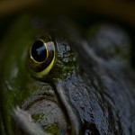 nature-8
