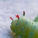 Incredible catepillar.
