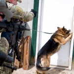 K9 finding a suspect.