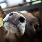 Cow-Whiskers