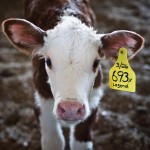 Legend-the-Calf
