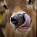 Pink-Cow-Tongue