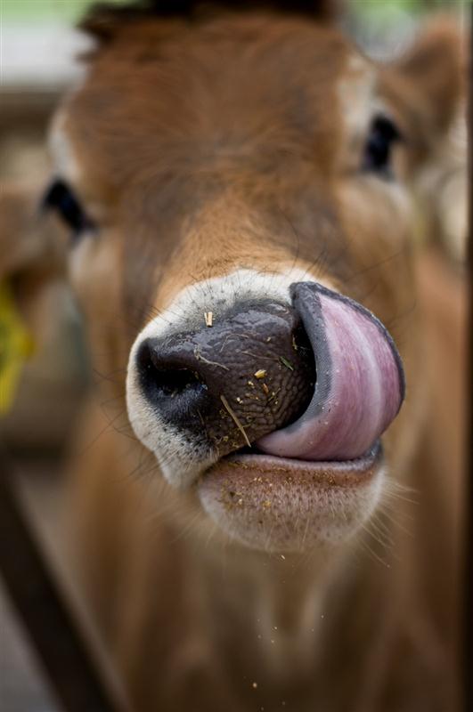 Cow noses, Cow Tongues Rovettidesign