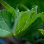 Cabbage-Water