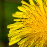 Dandelion-Closer