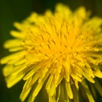 Dandelion
