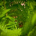 Fronds