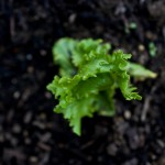 Lettuce-Three
