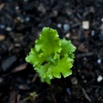 Lettuce-Two