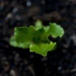 Lettuce