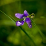 Purple-Flower
