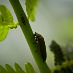Shadow-Bug