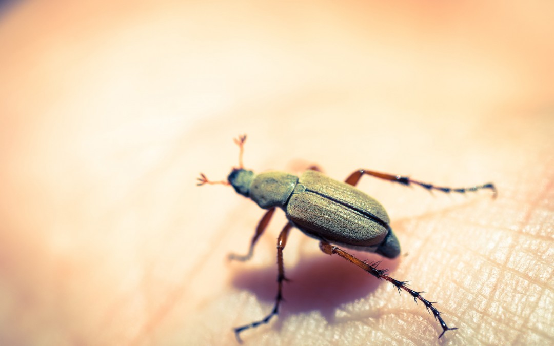The Beetle